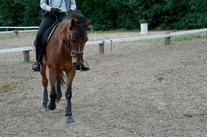 Anden særlig race Spirit billede 2