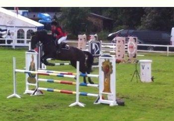 Hollandsk Varmblod Progret - Min & Progrets debut i LA billede 18