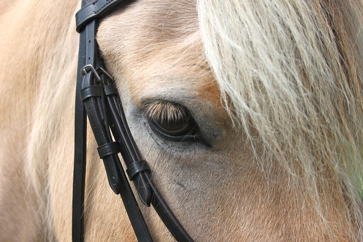 Fjordhest Fabian - Velkommen til FABIAN <3 billede 1