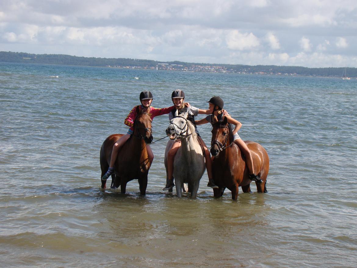 Tysk Sportspony Pablo John Halifax<3 - Sommer 2012 billede 11