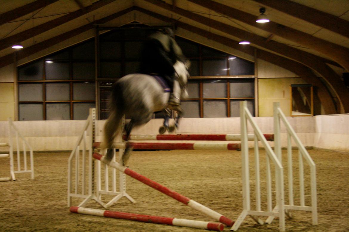 Anden særlig race Ju-Ju Gravies (solgt) billede 2