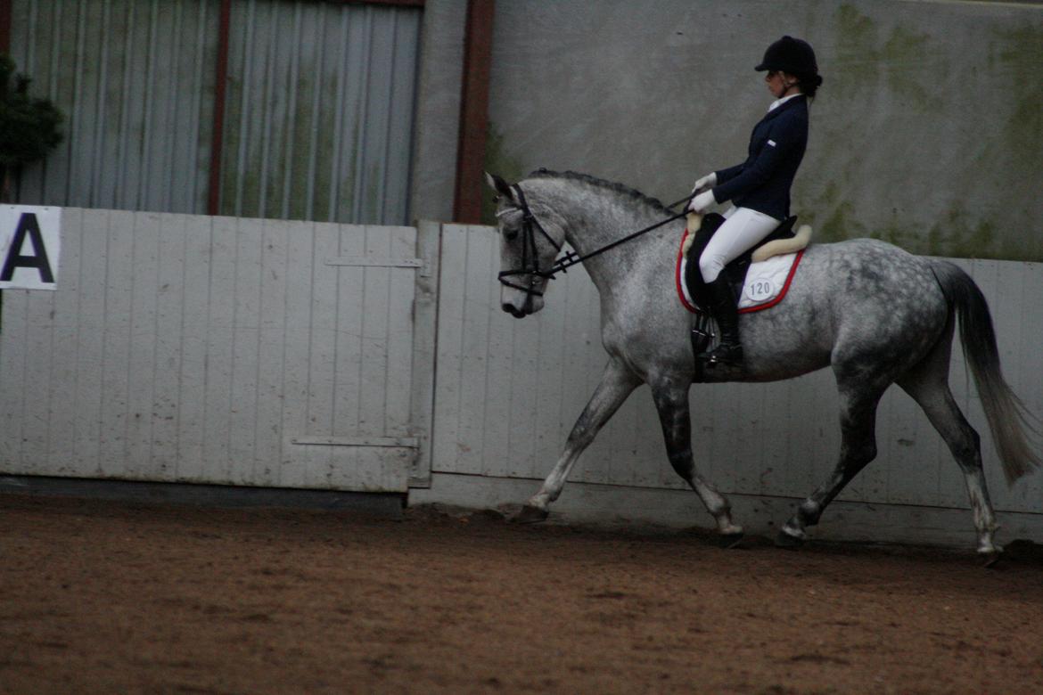 Anden særlig race Ju-Ju Gravies (solgt) billede 11