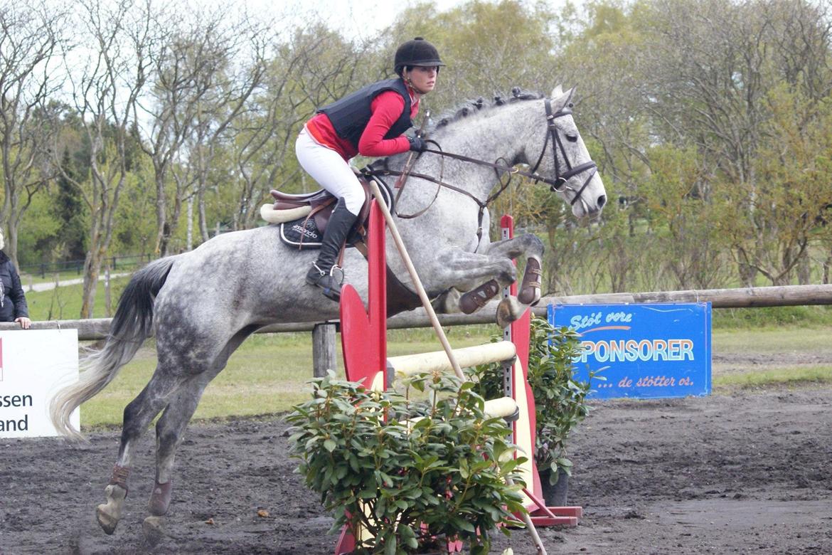 Anden særlig race Ju-Ju Gravies (solgt) billede 15