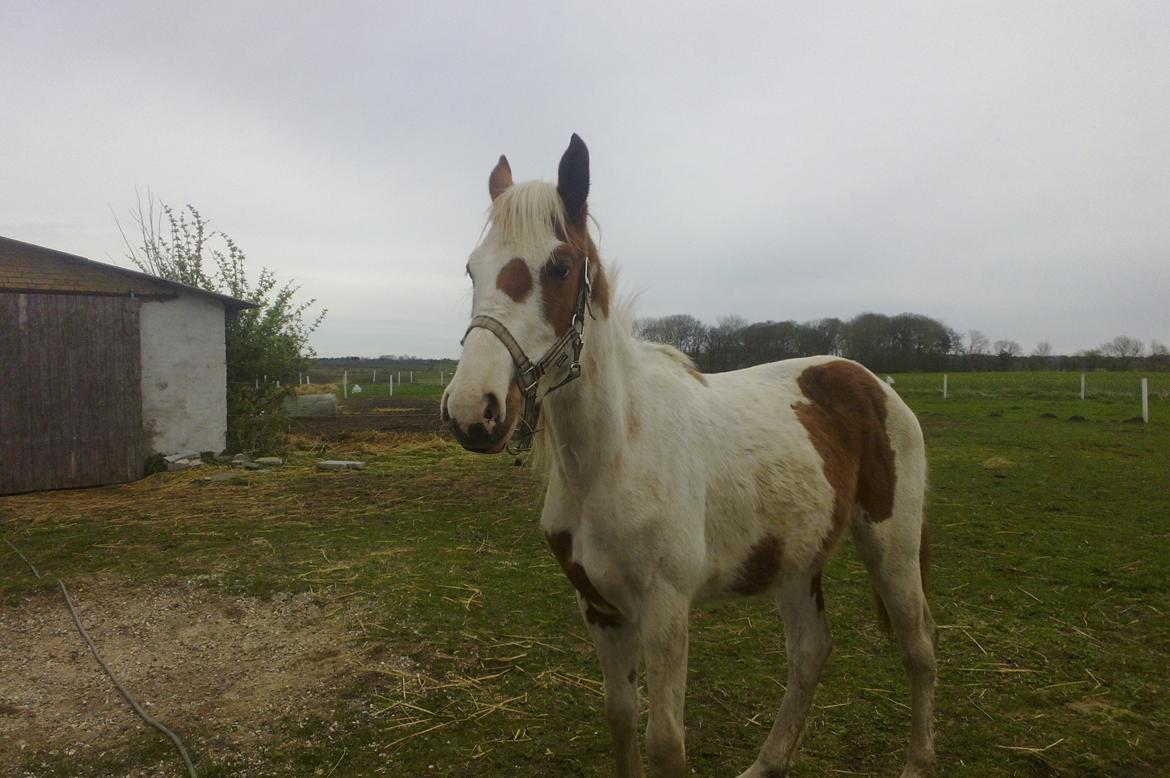 Pinto Lillepigen billede 4