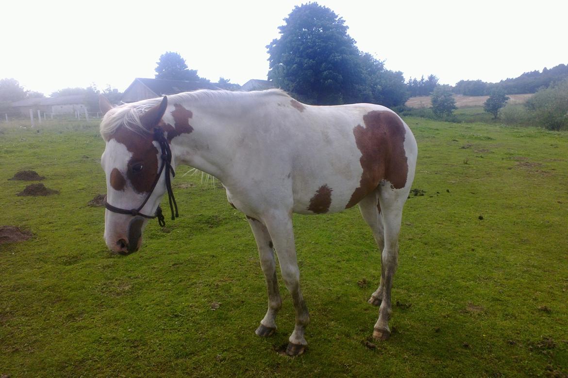 Pinto Lillepigen - Lillepigen August 2012.
Hun tænker ka du så blive færdig billede 7