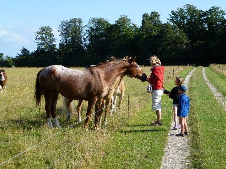 Knabstrupper Cassandra - Cassndra på sommerferie. <3 billede 6