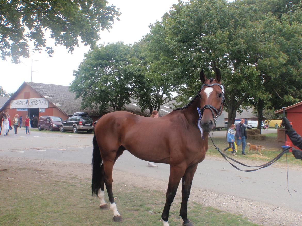 Holstener AccoLitto billede 17