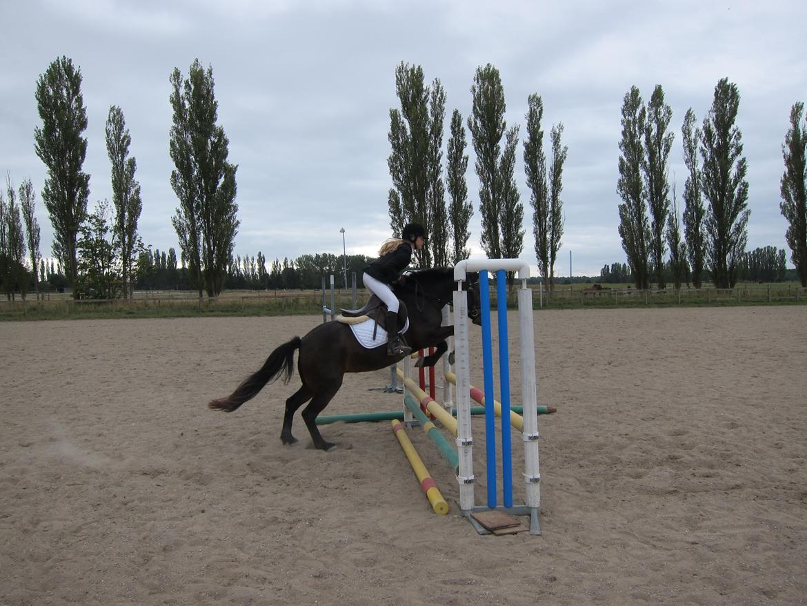 Anden særlig race Diva - 60 cm billede 1