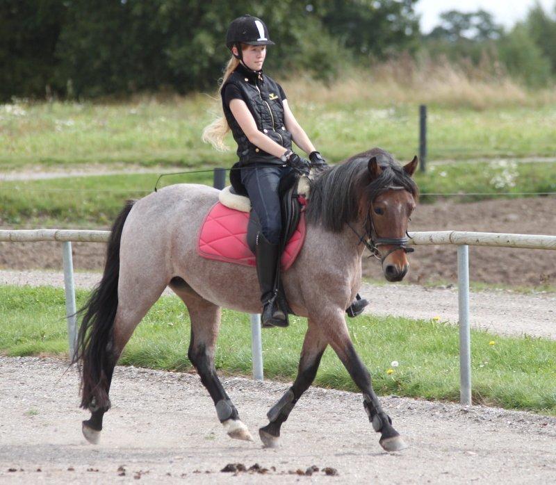 Anden særlig race Manou  *Klubmester spring 2012* billede 9