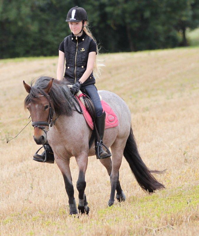 Anden særlig race Manou  *Klubmester spring 2012* billede 2