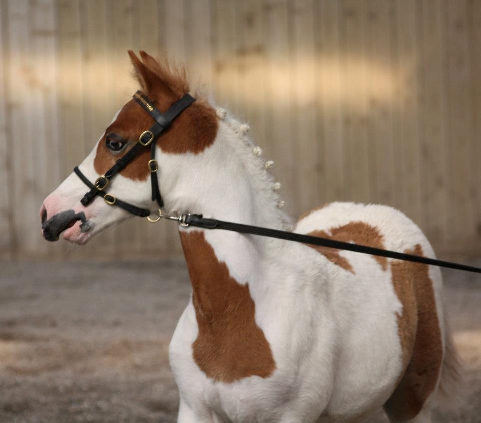 Pinto Svalebo's Jackson billede 1