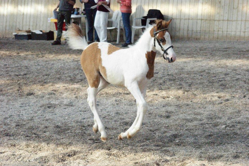 Pinto Svalebo's Jackson billede 7