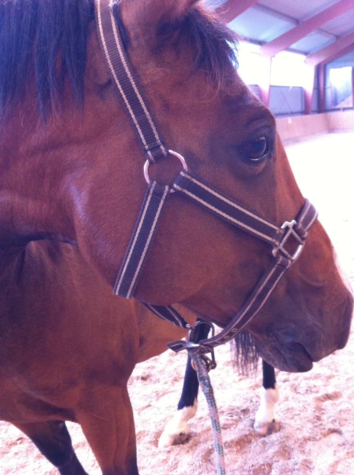 Westfaler Lady Litla W - Min pony - - Når vi chiller efter undervisning<3 billede 7