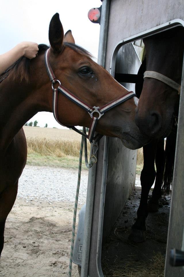 Westfaler Lady Litla W - Min pony - - Lady og Indi<3 billede 11