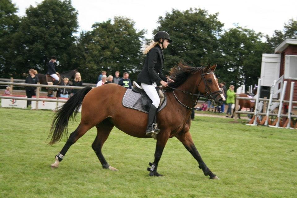 Westfaler Lady Litla W - Min pony - billede 16