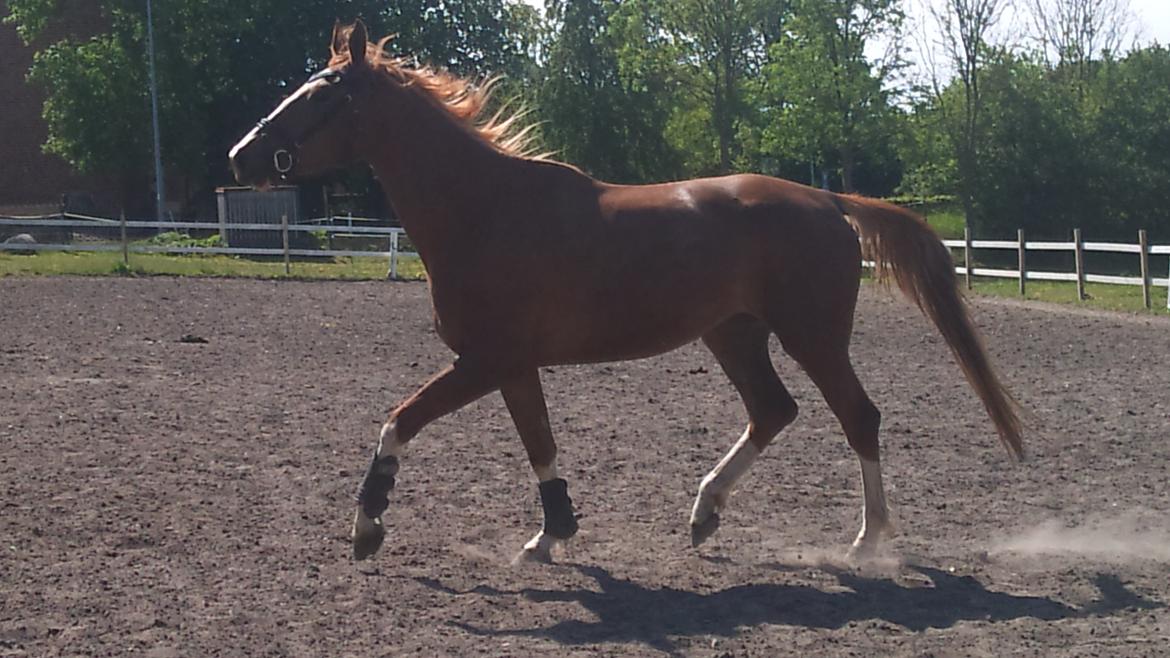 Anden særlig race Barkholts Regina.<3 - Dejlige putte!!:-*  billede 11