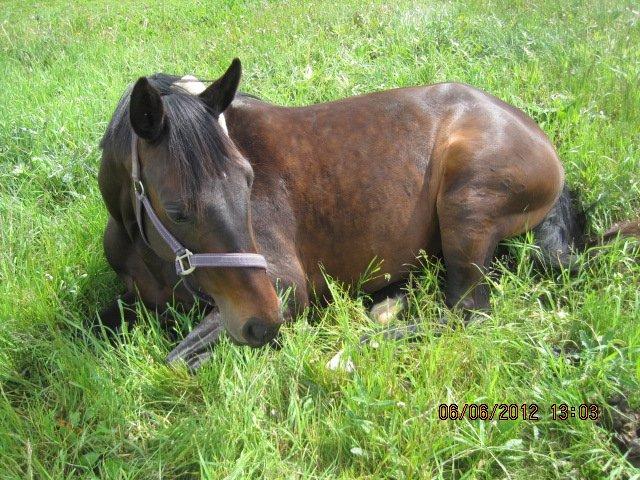 Dansk Varmblod Poppelgaardens Penelope - Bøf putter lidt på marken <3 billede 7