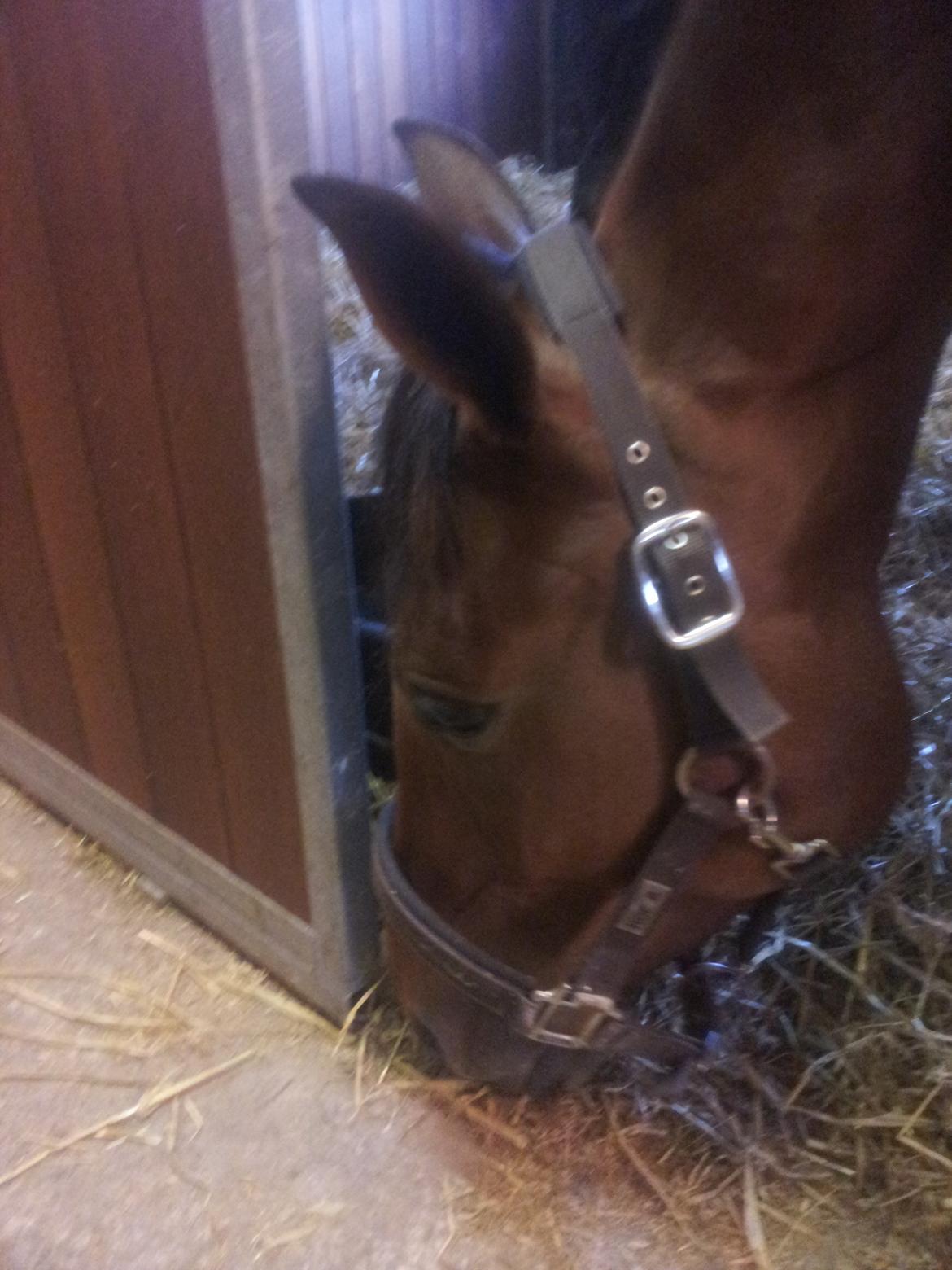 Traver Arcana Cabana (Hanky Panky I Am) billede 2