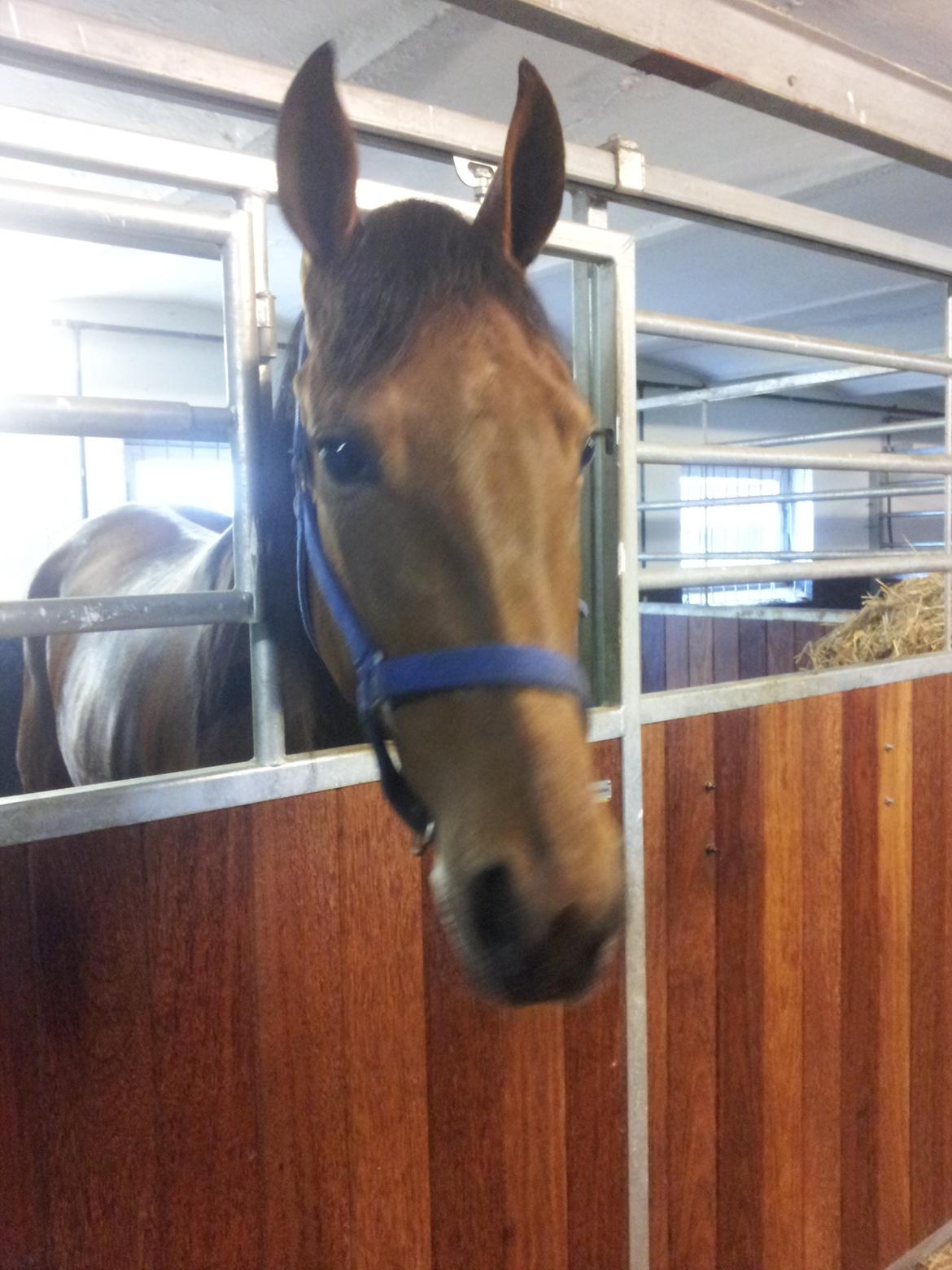 Traver Arcana Cabana (Hanky Panky I Am) billede 3