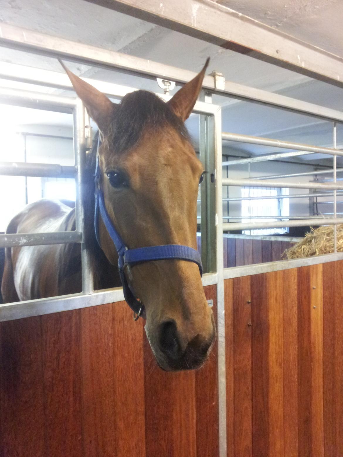 Traver Arcana Cabana (Hanky Panky I Am) billede 4