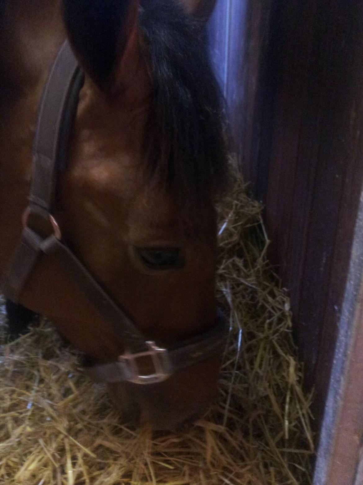 Traver Arcana Cabana (Hanky Panky I Am) billede 5