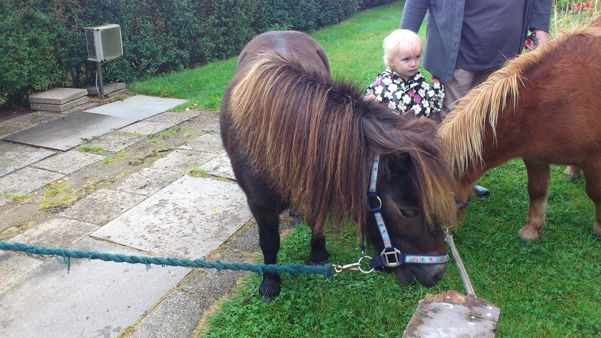 Shetlænder Lukas billede 6