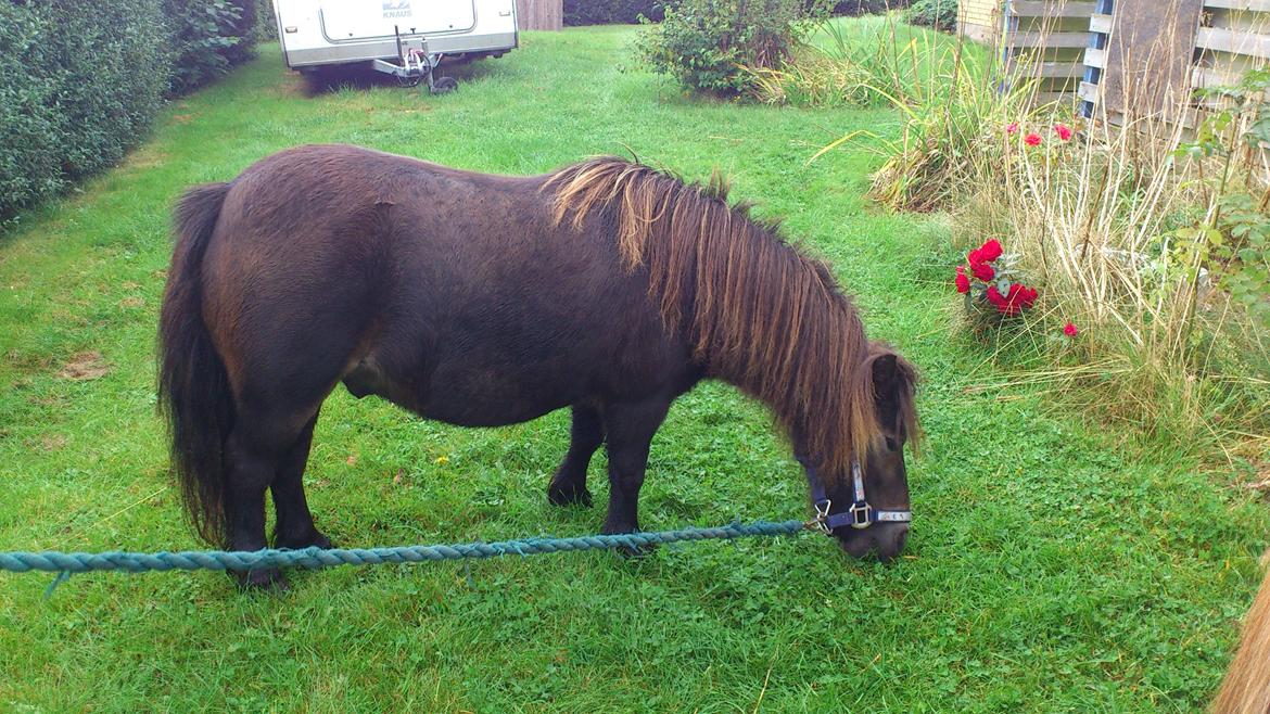 Shetlænder Lukas billede 7