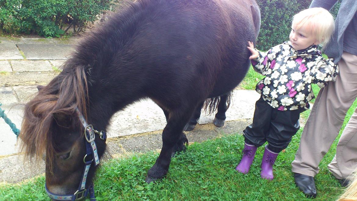 Shetlænder Lukas billede 8