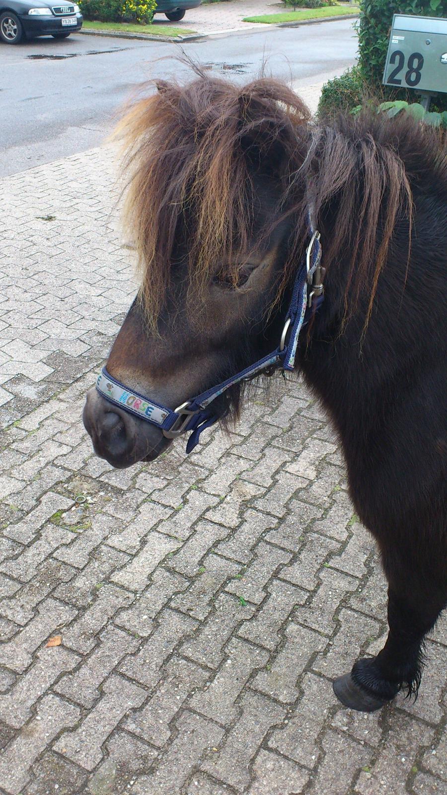 Shetlænder Lukas billede 9