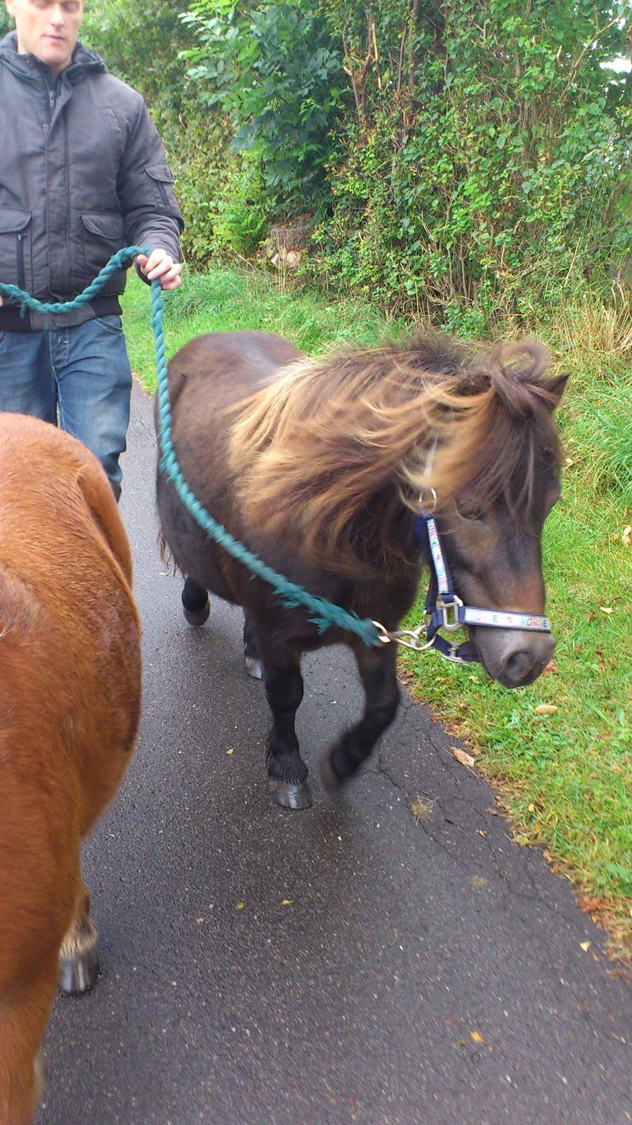 Shetlænder Lukas billede 10