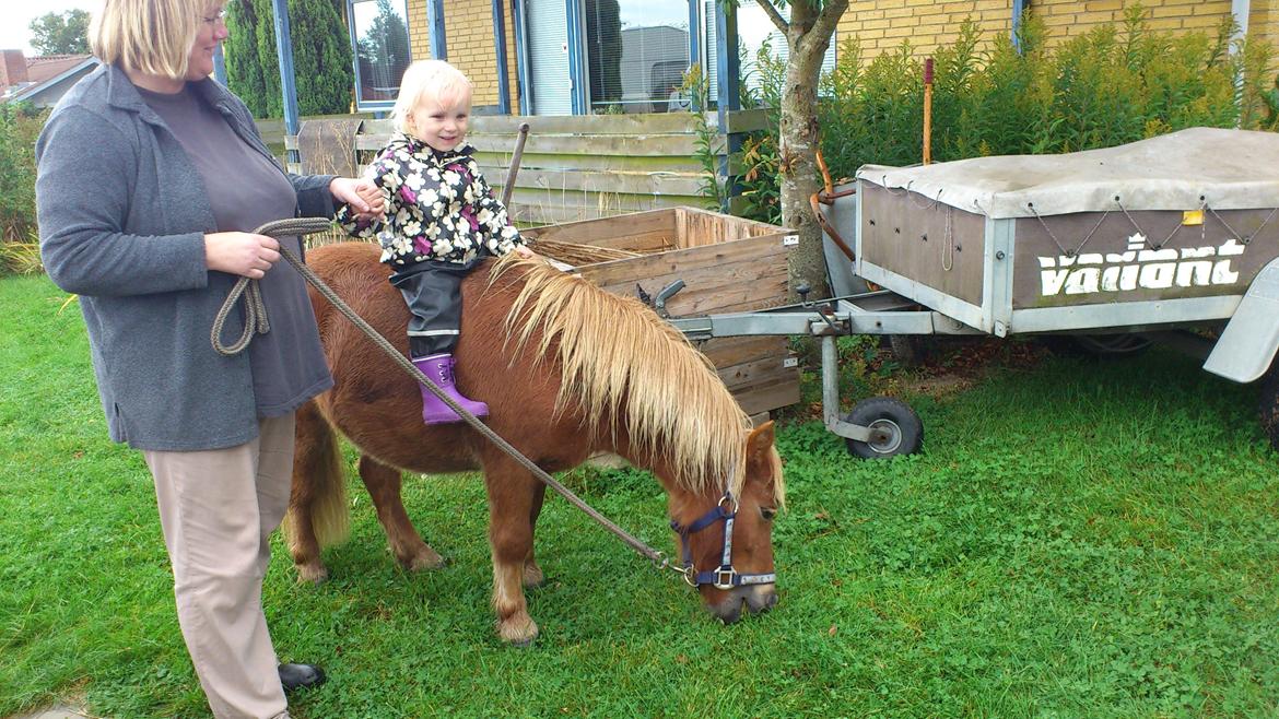 Shetlænder Alf billede 3