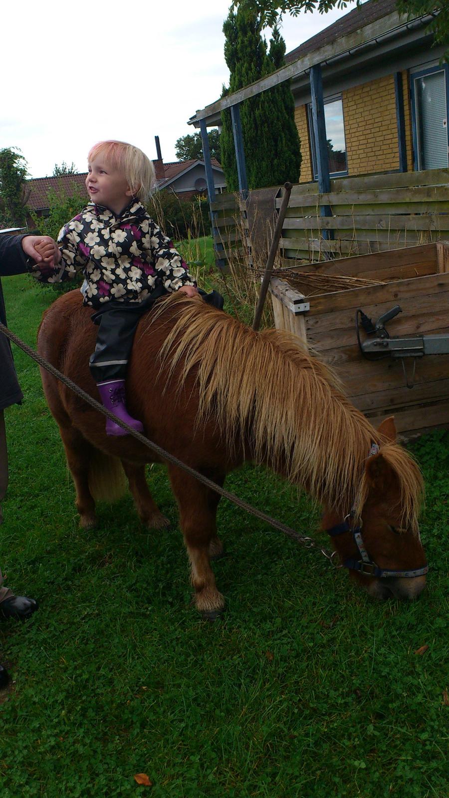 Shetlænder Alf billede 11