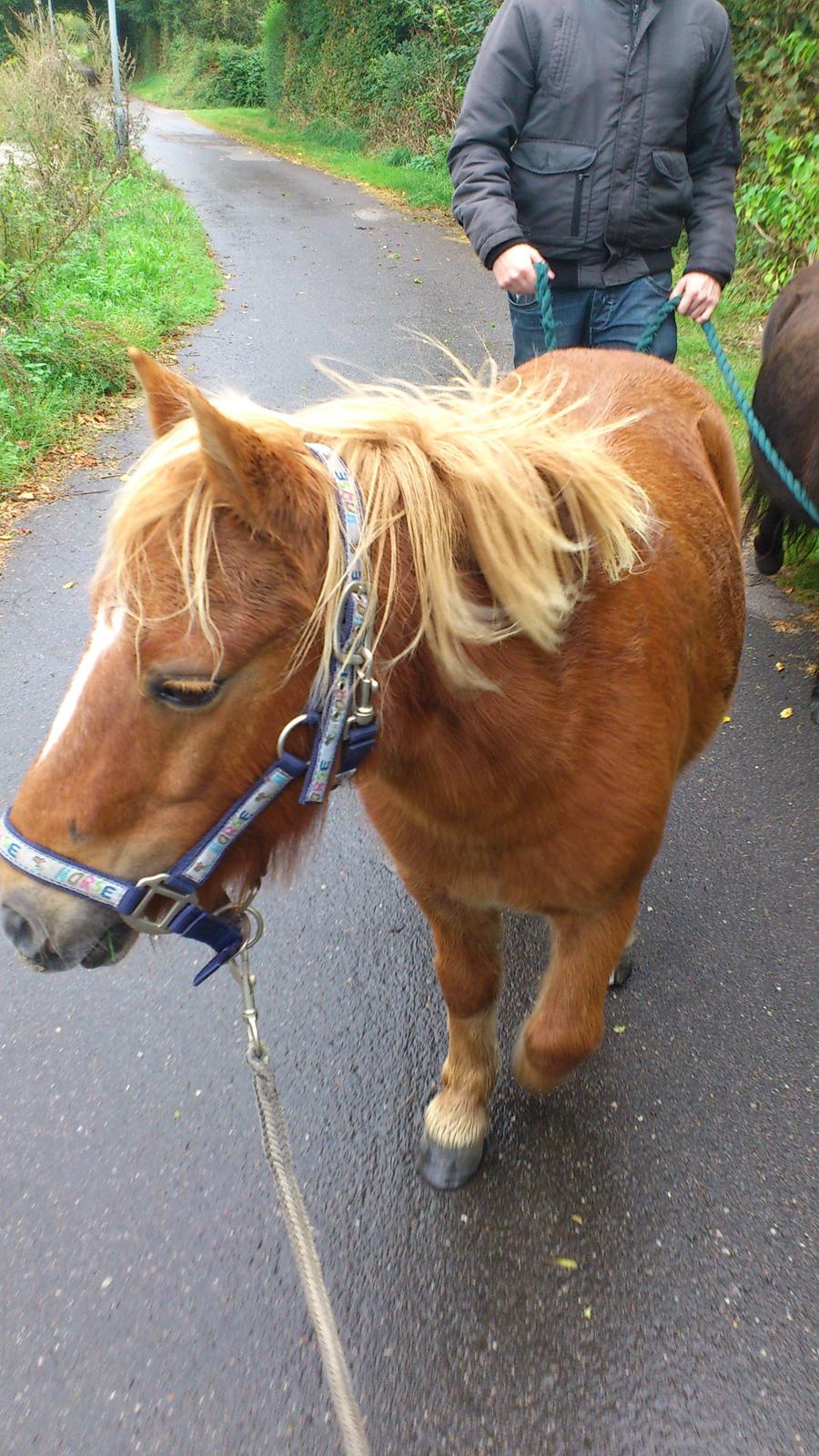 Shetlænder Alf billede 12