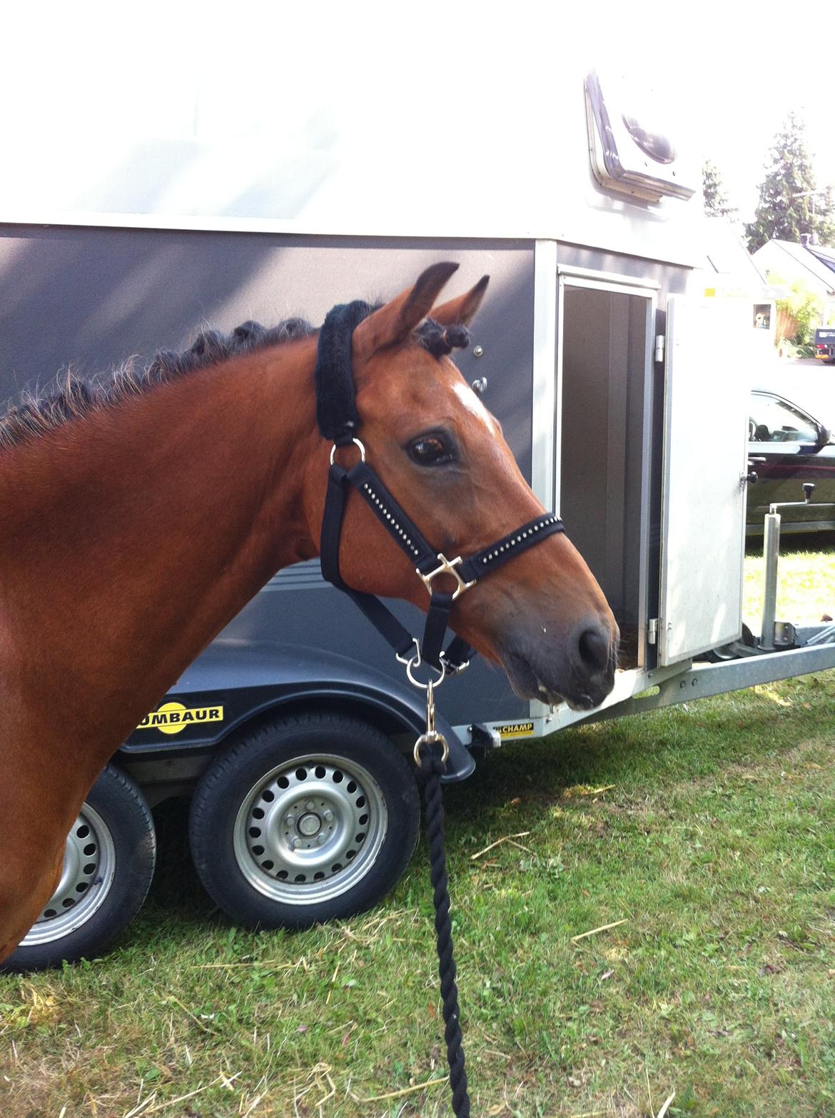 New Forest Orchid's Ringo - Stævne<3<3<3<3 billede 19