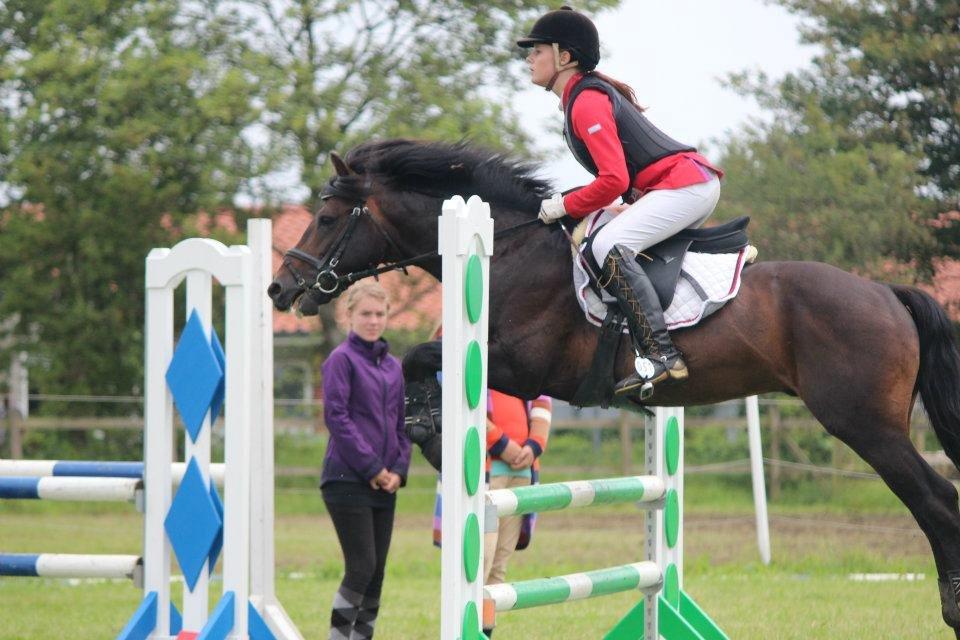 New Forest Stackarps Pablo - Ponyuge 2012 billede 15