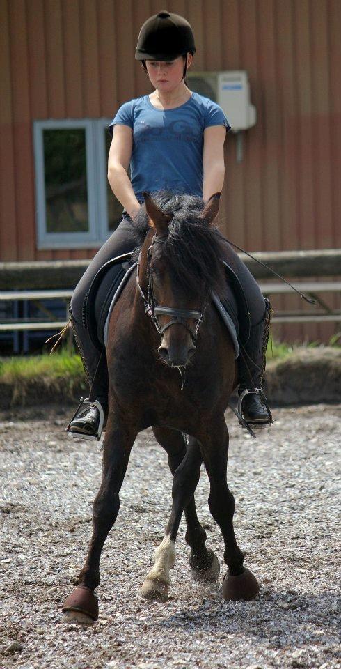 New Forest Stackarps Pablo - dressurtræning efter 3 måneder sammen.  billede 16