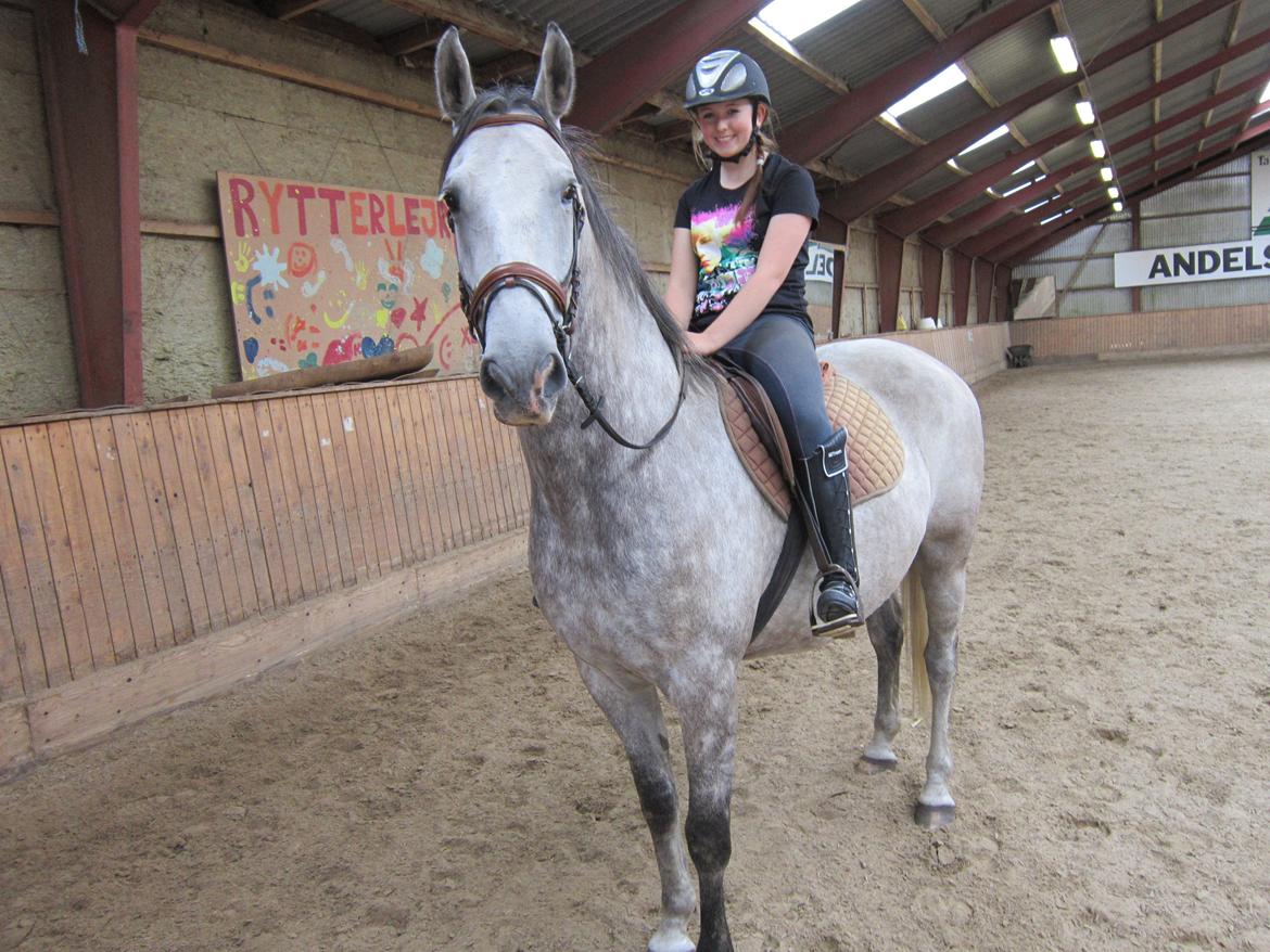 Lipizzaner Silver  billede 6