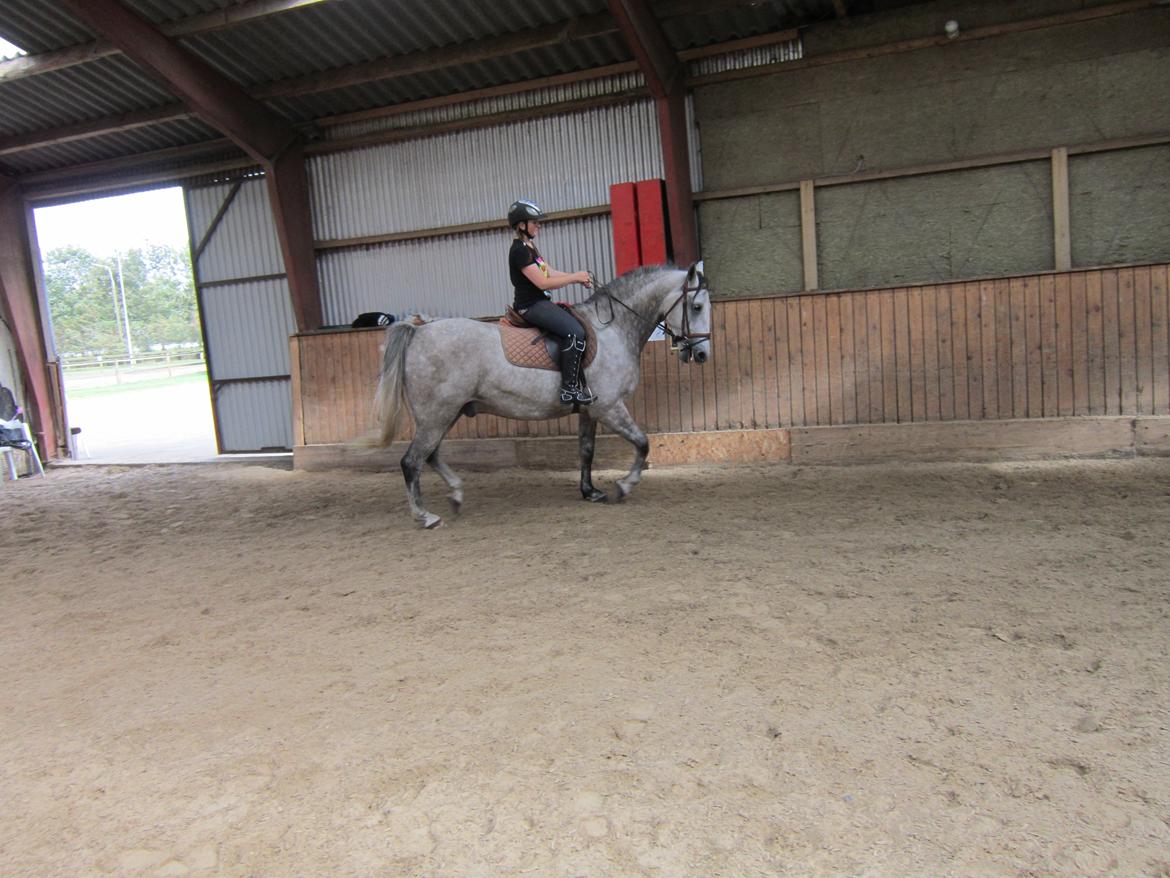 Lipizzaner Silver  billede 7