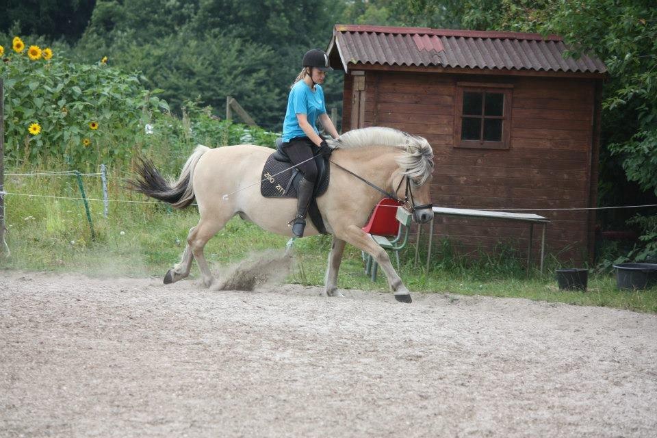 Fjordhest LOKE - MBA;) billede 14