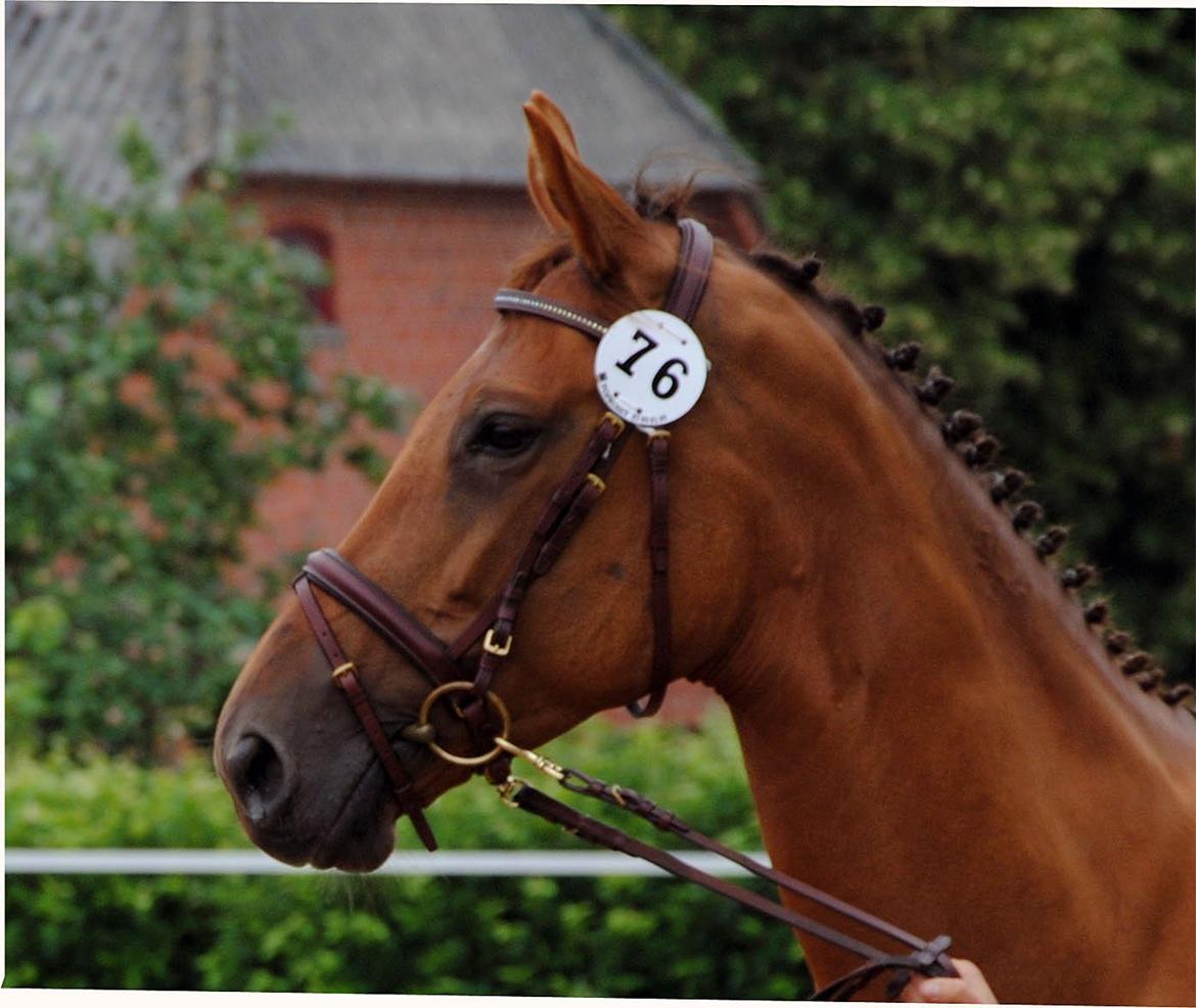 Trakehner Herbstrose billede 2