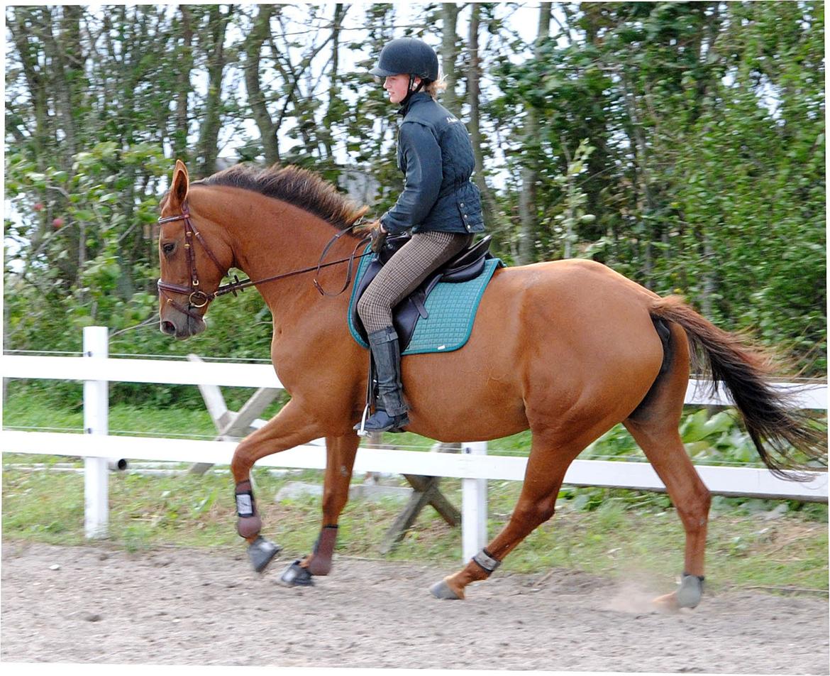 Trakehner Herbstrose billede 5