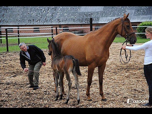 Trakehner Herbstrose billede 3