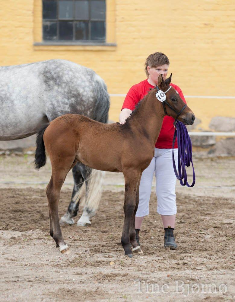 Dansk Varmblod Dozenborgs Senior Caspian billede 6