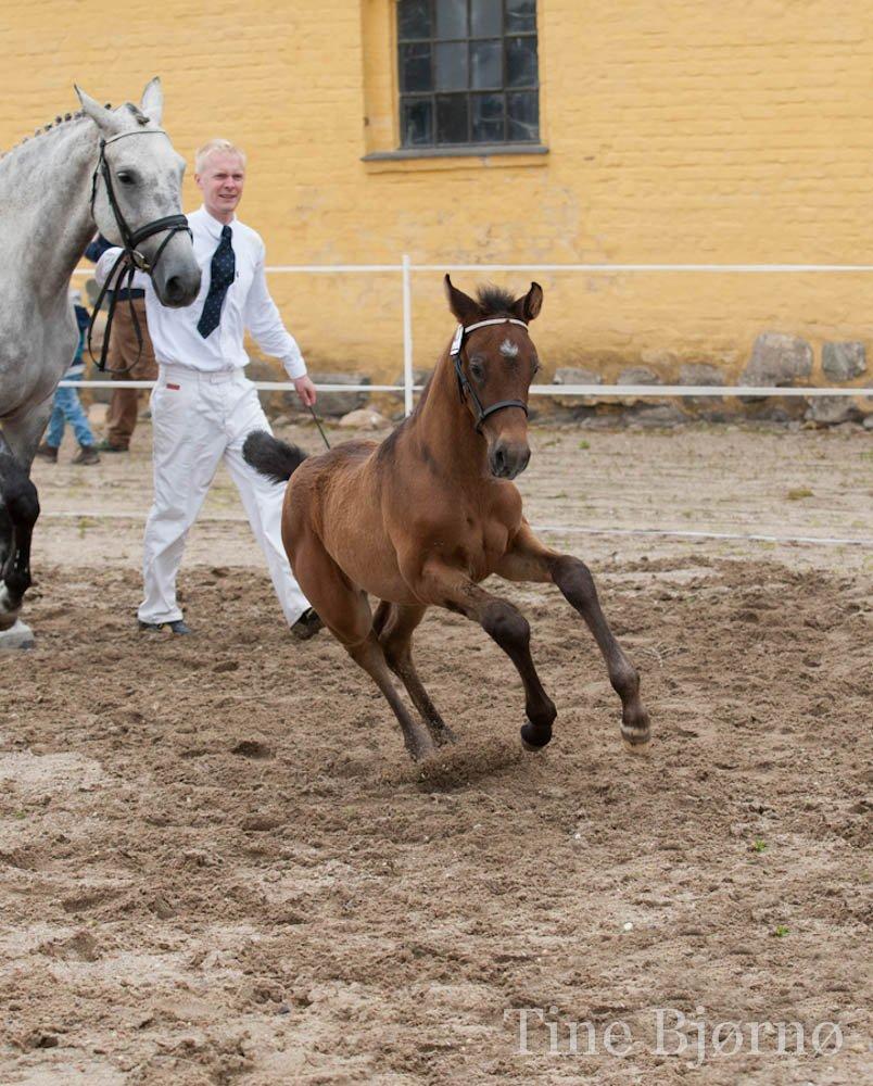 Dansk Varmblod Dozenborgs Senior Caspian billede 9