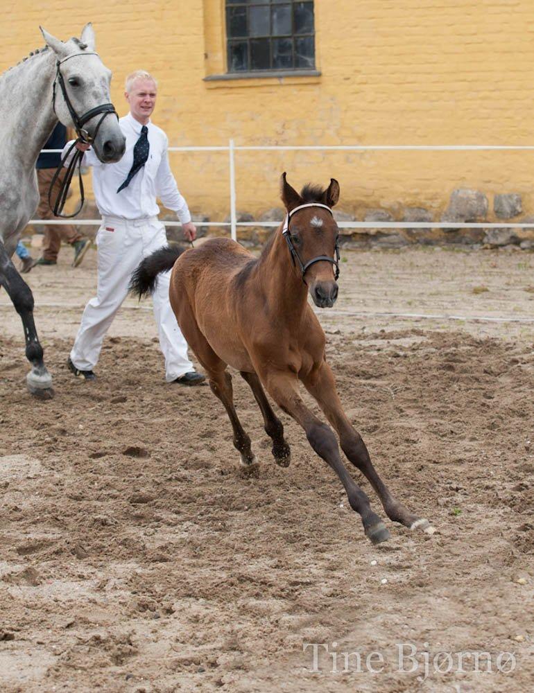 Dansk Varmblod Dozenborgs Senior Caspian billede 10