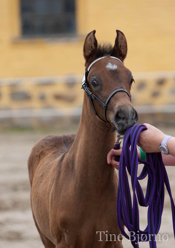 Dansk Varmblod Dozenborgs Senior Caspian billede 13
