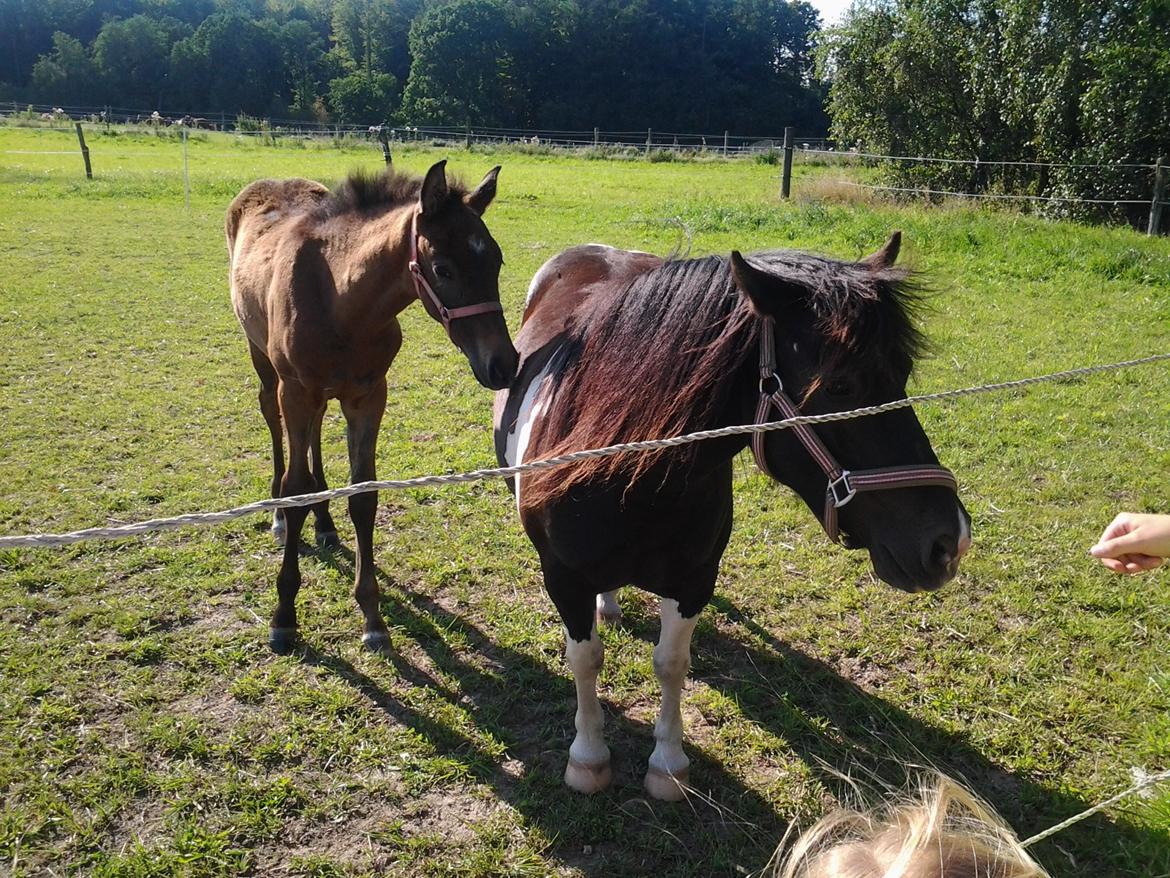 Dansk Varmblod Dozenborgs Senior Caspian billede 20