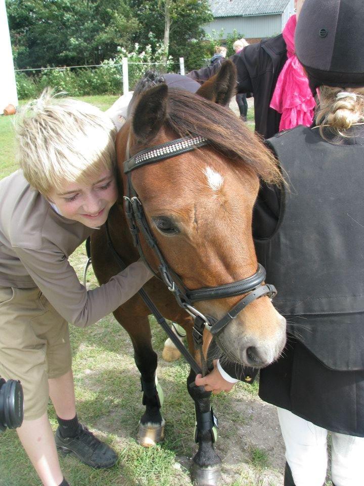 Welsh Pony af Cob-type (sec C) LL. Lundsgårds Jeppe billede 13