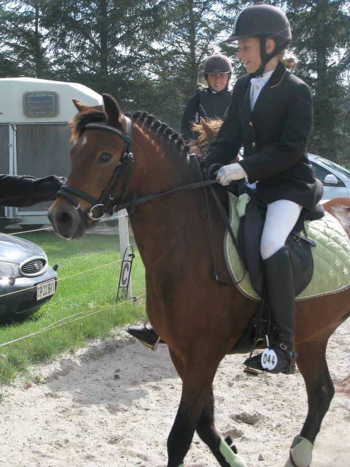 Welsh Pony af Cob-type (sec C) LL. Lundsgårds Jeppe billede 15