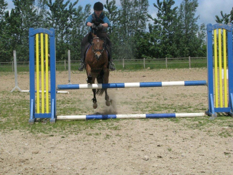 Welsh Pony af Cob-type (sec C) LL. Lundsgårds Jeppe billede 16